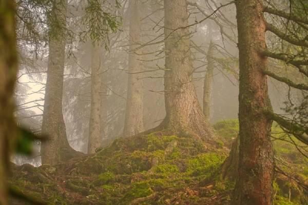 La nature face aux changements climatiques