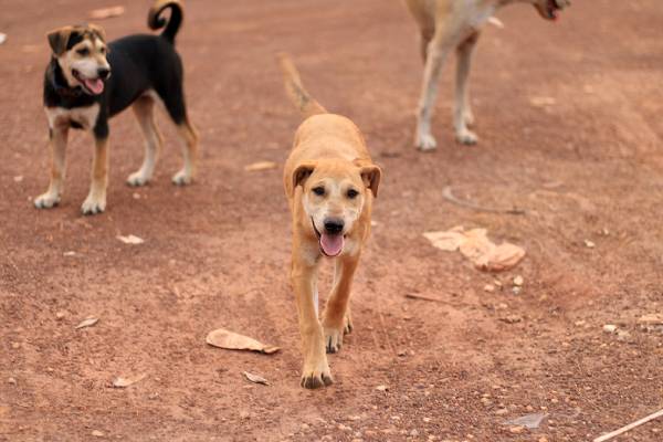 Le langage caché des animaux