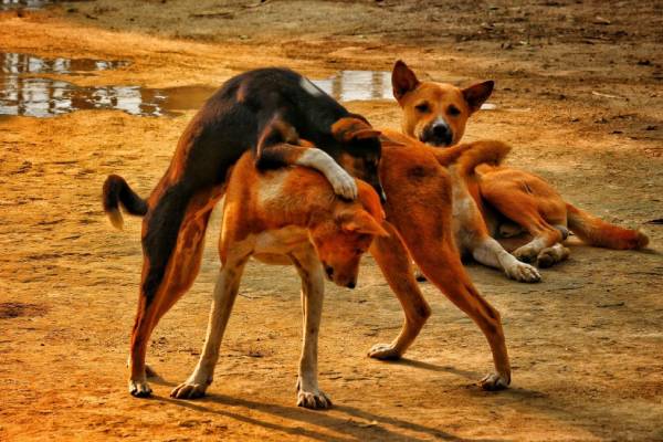 Le langage caché des animaux